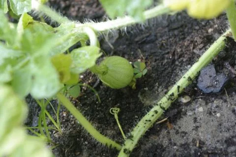 Young Watermelon Stock Photos
