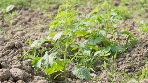 Young watermelon plant 스톡 동영상 326307177