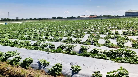 Young Watermelon Plants Growing on Plastic Mulch in Large Scale Plantation Video stock 332704153