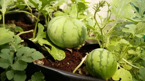 Young watermelons are planted using a polybag system. Stock Footage 255003012