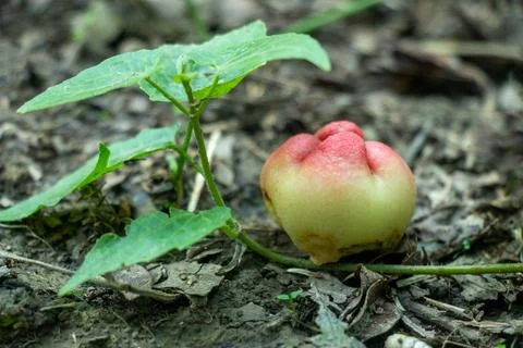 Young wax apple, Java apple, pale green skin with a soft pink Stock Photos