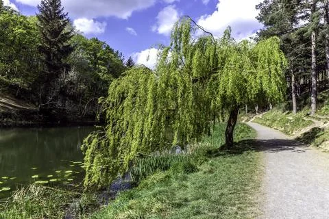 A young Weeping Willow tree, Stock Photos