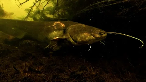 Young Wels Catfish with Spawning Injuries Video stock 335243554