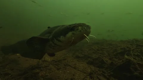 Young wels catfish touches the camera with its mouth, then turns and swims off Stock Footage 346560388