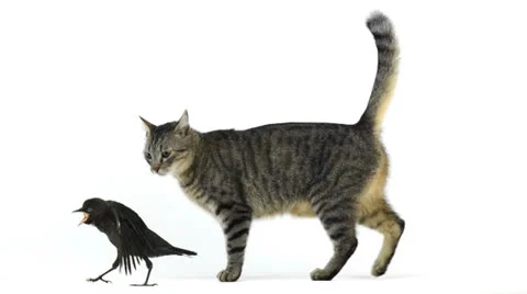Young western jackdaw chased by a cat Stock Footage 24821753