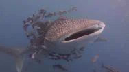 Young Whale Shark Follows Camera Stock Footage