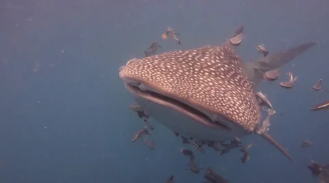 Young whale shark plays with camera Stock Footage 33093805