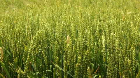 Young whead Stock Footage 7729123