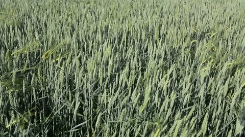 Young wheat  1 Stock Footage 78059258