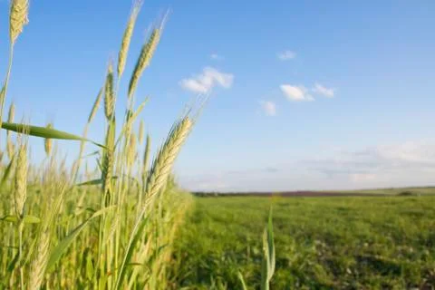 Young wheat background Stock Photos