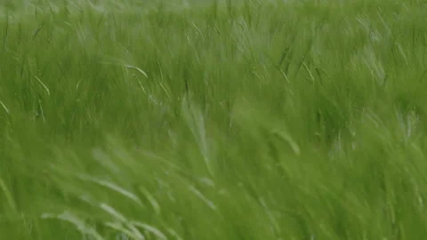 Young Wheat Bends Under the Wind blow on the Field Stock Footage 147069633