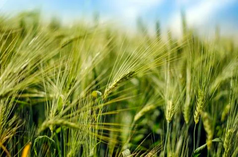 Young wheat close up Stock Photos