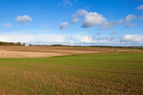 Young wheat crop Stock Photos