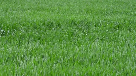 Young wheat crop in the wind Video stock 11011898