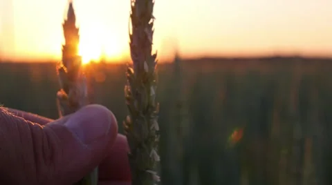Young Wheat Ear in Hand at Sunset Stock Footage 66539025