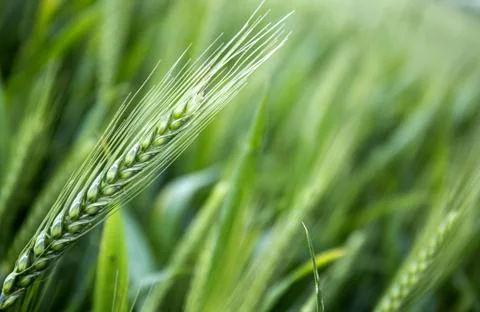Young wheat ears in the field as a background Stock Photos