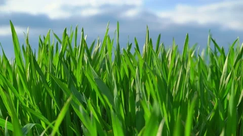 Young wheat field, barley, rye. Young green wheat sprouts of grain crops. Stock Footage 153019789