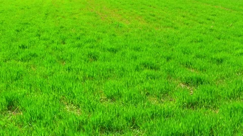 Young wheat at field during spring day Stock Footage 140436488