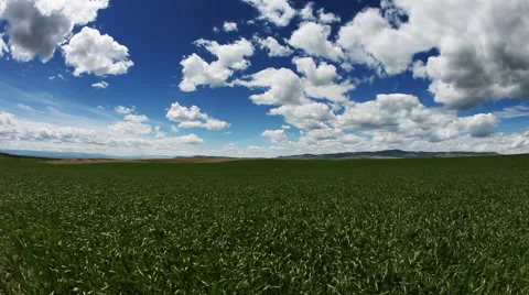 Young Wheat Field Stock Footage 60789587