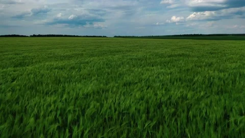 Young wheat on field Stock-Footage 132475681