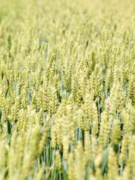 Young wheat field Foto stock