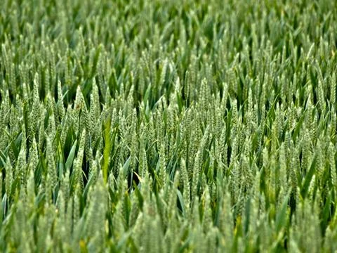 Young wheat field Fotos de archivo