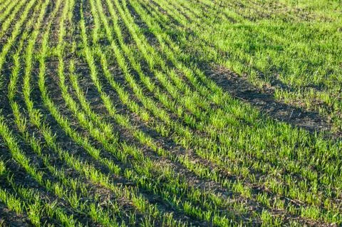 Young wheat in the field Stock Photos