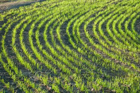 Young wheat in the field Stock Photos