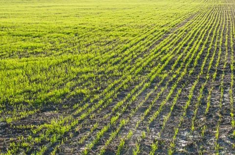 Young wheat in the field Stock Photos