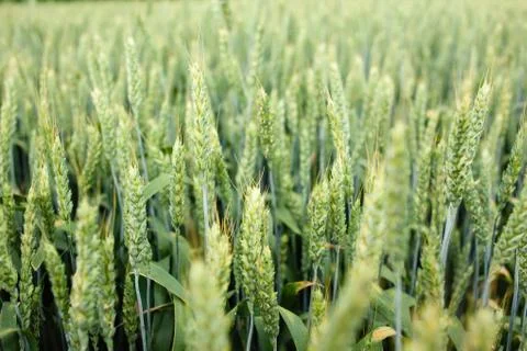 Young wheat field Stock Photos