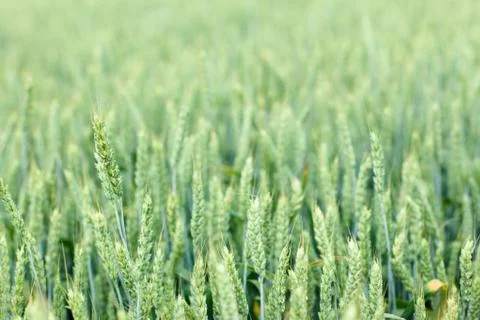 Young wheat field Stock Photos