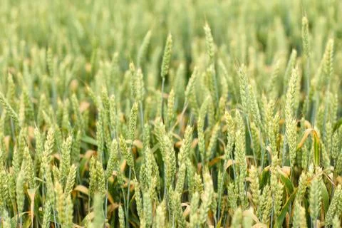 Young wheat field Stock Photos