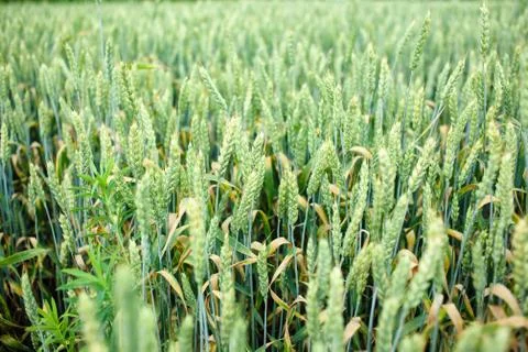 Young wheat field Stock Photos