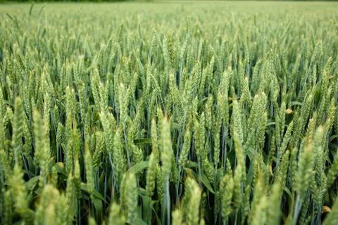 Young wheat field Stock Photos