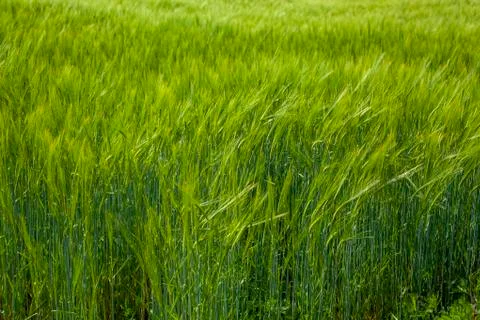 Young wheat on the field Stock Photos