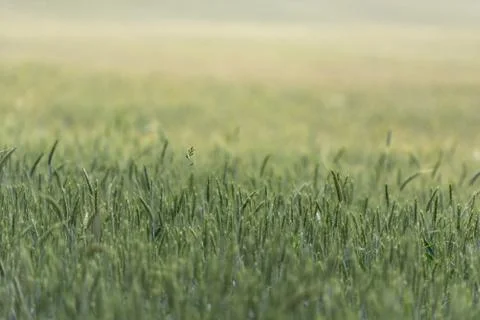 Young wheat in the field Stock Photos