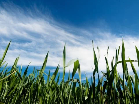 Young wheat field at spring Foto stock