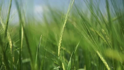 Young wheat field in summer Stock Footage 162106097