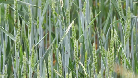 Young wheat field in the sun 4k 30fps video Stock-Footage 244886941