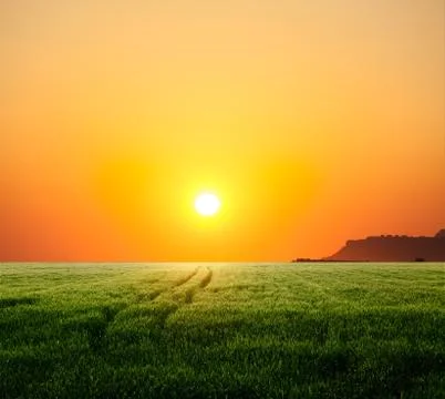 Young wheat field at sunset Stock Illustration