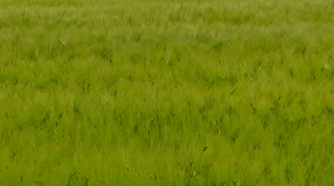 Young Wheat Field Touched By The Wind 스톡 동영상 67391863
