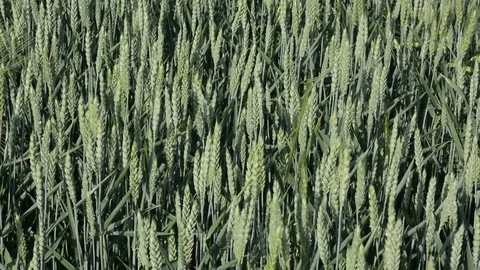 Young wheat Stock Footage 78059083