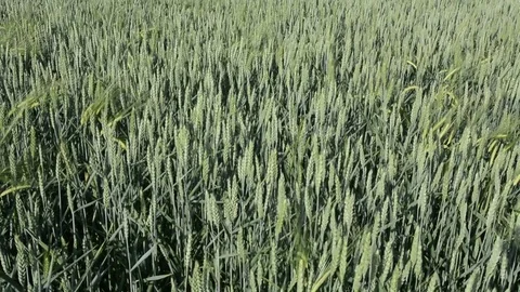 Young wheat Stock Footage 78059347