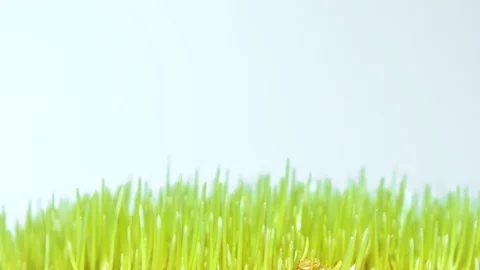 Young wheat Stock Footage 86250966