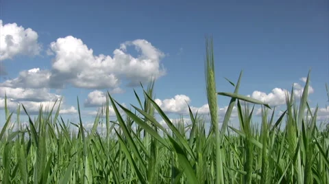 Young wheat grass 스톡 동영상 6077642