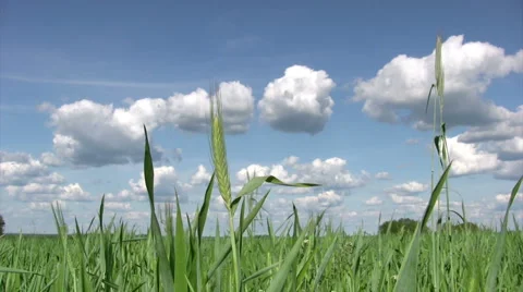 Young wheat grass on springtime 스톡 동영상 6077974