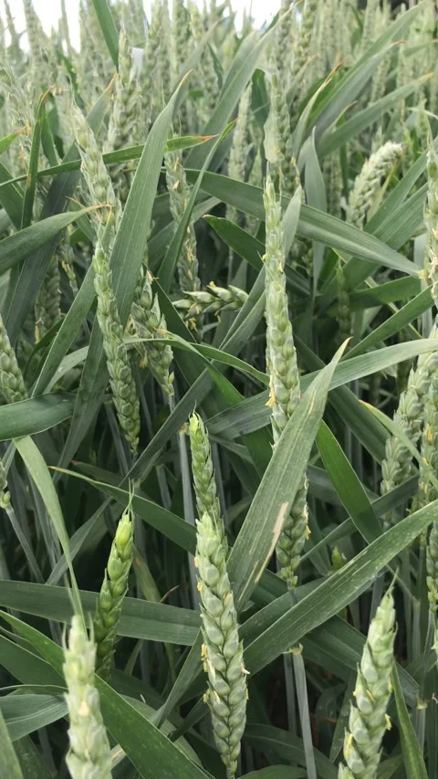 Young wheat grows on the field in summer Stock Footage 198023553
