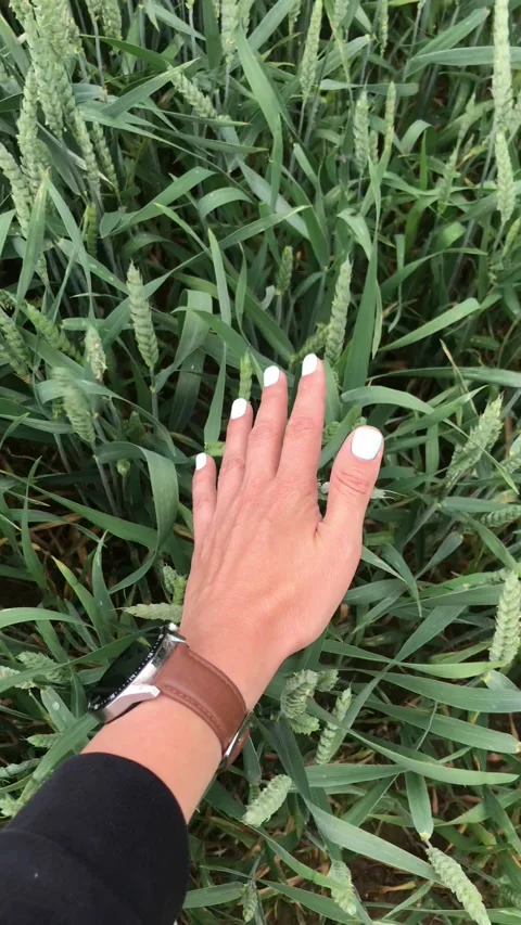 Young wheat grows on the field in summer Stock Footage 198023673