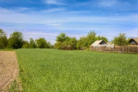Young wheat grows on a small field Stock Photos