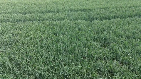 Young wheat heads sway gently in wind across vast green field viewed from d.. Stock Footage 337182541